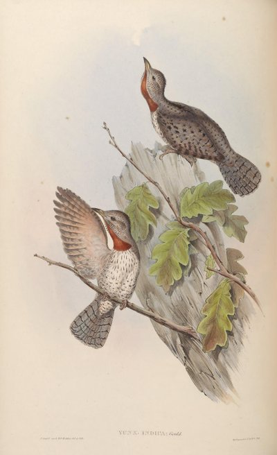 Yunx indica = Jynx ruficollis (sin. J. pectoralis) da John Gould